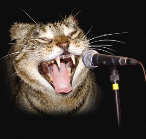 karaoke-cat.jpg